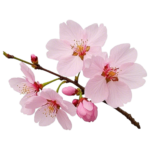 beautiful-pink-cherry-blossom-flower-branch-isolated-on-transparent-background-spring-floral-bloom-photography-free-png