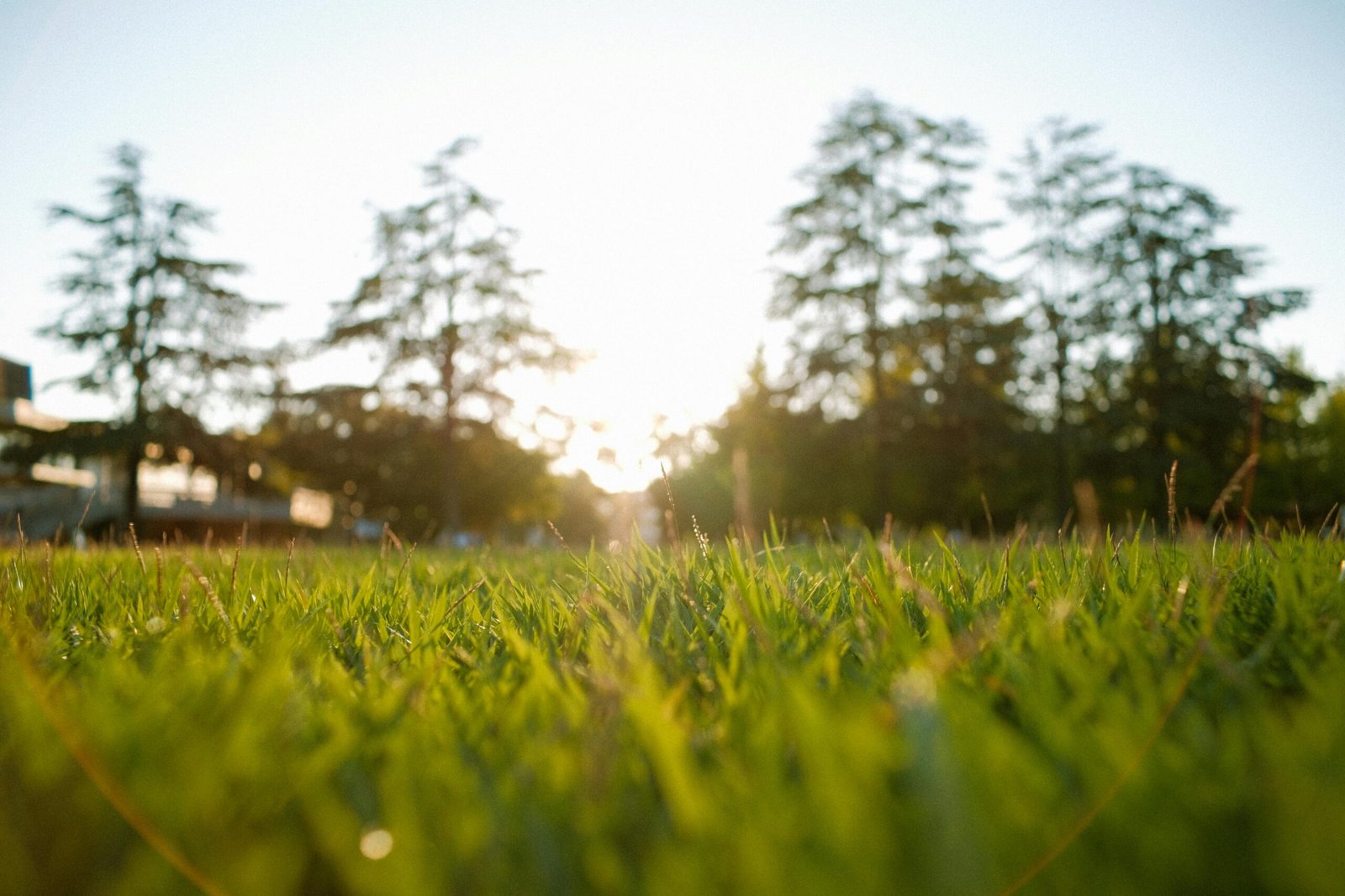 Close-up of a sunlit lawn with trees and clear blue sky, perfect for nature themes.