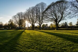 A tranquil park scene with sunlit trees casting long shadows on green grass during a sunny day.