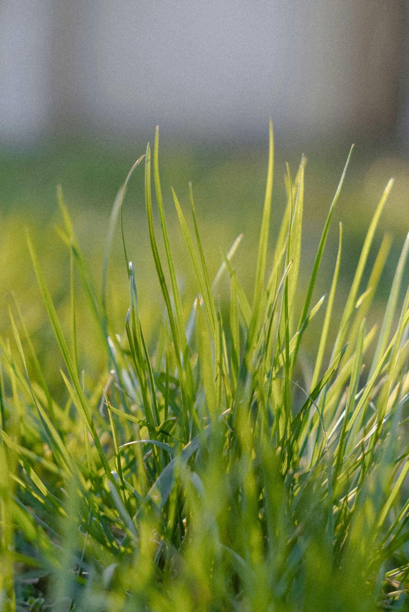Detailed macro shot of vibrant green grass blades in natural sunlight.